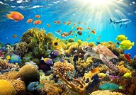 FOTOTAPETA OCEAN REEF CORAL 300x210cm b-A-0002-a-a FOTOTAPETA OCEAN REEF CORAL 300x210cm b-A-0002-a-a