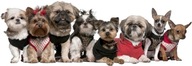 NÁLEPY NA STENU PSI Shih-tzu 12 150x52cm NÁLEPY NA STENU PSI Shih-tzu 12 150x52cm