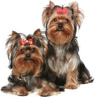 NÁLEPKY NA STENU Nálepka Yorkie Dogs 19 70x68cm NÁLEPKY NA STENU Nálepka Yorkie Dogs 19 70x68cm