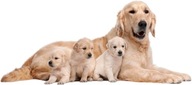 NÁLEPY NA STENU PSI LABRADOR 16 100x44 cm NÁLEPY NA STENU PSI LABRADOR 16 100x44 cm