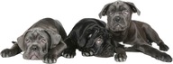 NÁLEPKY NA STENU Psy Cane Corso 20 100x37 cm NÁLEPKY NA STENU Psy Cane Corso 20 100x37 cm