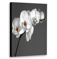 VERTIKÁLNY OBRAZ BIELA ORCHIDEA 30x40 VERTIKÁLNY VERTIKÁLNY OBRAZ BIELA ORCHIDEA 30x40 VERTIKÁLNY