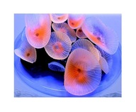 AZOO NEON CORAL (AZ27227) Discosoma Pink AZOO NEON CORAL (AZ27227) Discosoma Pink