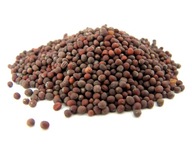 Semeno HORČICE ČIERNA 1 kg - Aromatika Semeno HORČICE ČIERNA 1 kg - Aromatika