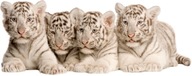TIGER NÁLEPKY NA STENU Tigre 18 150x60 cm TIGER NÁLEPKY NA STENU Tigre 18 150x60 cm