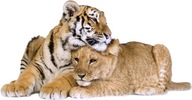 NÁLEPY NA STENU TIGER Lion 8 150x78cm NÁLEPY NA STENU TIGER Lion 8 150x78cm