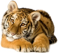 NÁLEPKY NA STENU Nálepka Tiger 21 50x46cm NÁLEPKY NA STENU Nálepka Tiger 21 50x46cm