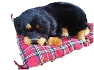 PSI SPIACI NA VANKÚŠI STREDNÝ PES ROTTWEILER PSI SPIACI NA VANKÚŠI STREDNÝ PES ROTTWEILER