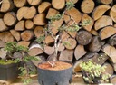 Euro-Akadama - bonsai pôda 20 Kg/40L - 2-6 mm
