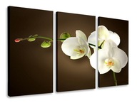 OBRAZOVÉ TRYPTIKY BIELE ORCHIDOVÉ TRIPTIKY 75x40 OBRAZOVÉ TRYPTIKY BIELE ORCHIDOVÉ TRIPTIKY 75x40
