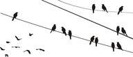Ptaki 2 vtáčik 150x60cm NÁLEPKA NA STENU alebo ŠABLONU