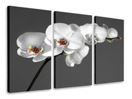 OBRAZOVÉ TRYPTIKY BIELE ORCHIDOVÉ TRIPTIKY 120x80 OBRAZOVÉ TRYPTIKY BIELE ORCHIDOVÉ TRIPTIKY 120x80