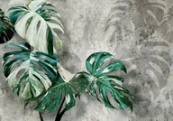 FOTOTAPETA MONSTERA VARIEGATA 450x315 b-C-0893-a-a