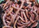200ks Red Worms Kalifornské dážďovky