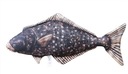 GABY plyšový vankúšik rybička HALIBUT 72cm