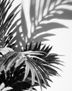 FOTOTAPETA 190x254 netkaná textília SHADOW #F103 #SF