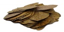 Tantora Leaf Ketapang Mandľa 1ks 18-30cm