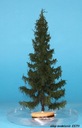 FREON SWI1 Výška smreka 14-18 cm