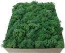 Odrezky machu Forest Green Kartón 1kg
