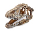 AKVÁRIOVÁ DEKORÁCIA DINOSAUR LEBKA 17C