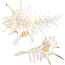 Shell VENERY HREBEŇ Murex Pecten Aquarium 1KS