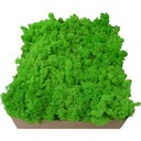 Moss Chrobotek Svetlozelený kartón 1kg