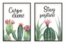 OBRAZOVÉ PLAGÁTY V RÁME 53x73cm Diptych Cacti P980