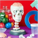 Vedecká súprava Crazy Anatomy Toy - Model lebky na zostavenie
