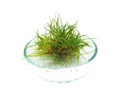 Eleocharis Mini PORTION In vitro