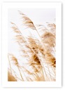 Obraz na plagát Boho GRASS hnedý B2 50x70cm #20 O