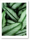 Listy plagát 40x50 cm #59A