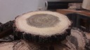 Kotúče z dubového dreva 7-9 cm mokré DIY x100