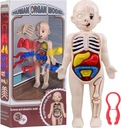 ANATOMICKÝ MODEL ĽUDSKÉHO TELA HRAČKA LEKÁR PRE DETI