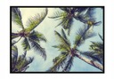 OBRAZOVÝ PLAGÁT V RÁME 53x73 cm Palmy P955