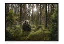 OBRAZOVÝ PLAGÁT V RÁME 53x73 cm Medveď P651
