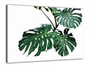 Sklenená tabuľa GREEN MONSTERA LEAVES 60x40cm