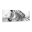 Obrázky 100x40 Zebra Stripes