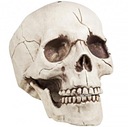 SKULL pohyblivá čeľusť HALLOWEENská ozdoba lebky