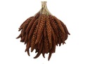 Senegalské ošípané červené v ušiach 0,5 kg