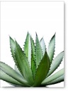 Listy plagát B1 100x70cm #59B