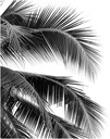 FOTOTAPETA 190x254 netkaná PALM #F127 #SF