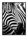 OBRAZOVÝ PLAGÁT V RÁME 43x33 cm Zebra 7 P578