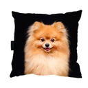 VANKÚŠ s POMERANSKÝM psom 40x40 perfektný DARČEK