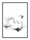 OBRAZOVÝ PLAGÁT V RÁME 33x43 cm Labuť P748