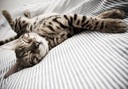 Fototapeta Spiaca mačka na koberci, 366x254 cm