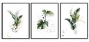 OBRAZOVÉ PLAGÁTY V RÁME 33x43cm Triptych Kvety P1454