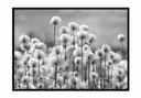 OBRAZOVÝ PLAGÁT V RÁME 53x73 cm Púpavy P899