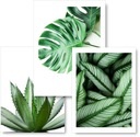 MONSTERA sada 3 obrazov plagátov 30x40