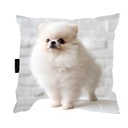 VANKÚŠ so psíkom POMERANIAN 40x40 DARČEK na spanie