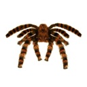 UMELÝ CHLUPATÝ ČIERNE HNEDÝ HALLOWEENSKÝ PAVÚK